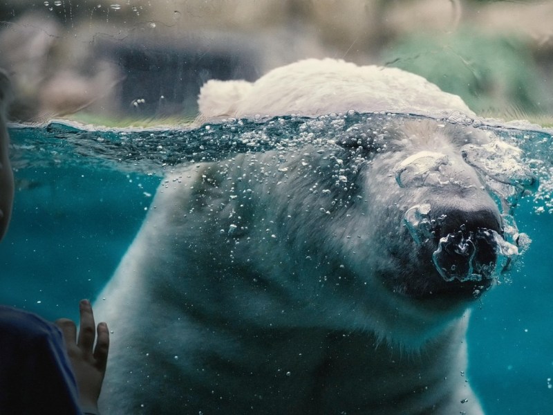 A világ legészakibb vadasparkjában a jegesmedvék is társaságra találnak